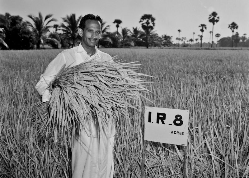 Farmer holding IR8 Rice